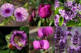 The entire range • planting time: Top 60 Fascinating Purple Flowers With Pictures Florgeous