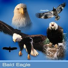 Bald Eagle Hawk Mountain Sanctuary Learn Visit Join