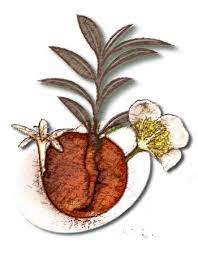 Bruneau est fier de laisser sa souhaite développer au sein de la. Comptoir Maya Plus Qu Une Boutique Comptoirmaya