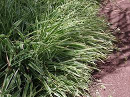 Image result for Chlorophytum pauper