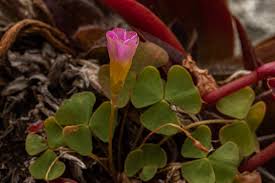 Image result for Oxalis obliquifolia