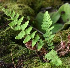 Image result for Mohria vestita