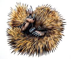 Echidna Illustration Echidna Australian Animals Aboriginal Art Animals