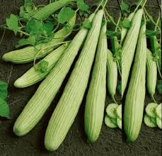 50 Graines De Concombre Armenien Legume Pour Jardin Potager Balcon Terrasse A56 Graines De Concombre Jardin Potager Potager Balcon