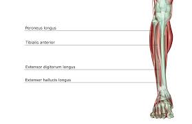 These exercises are exactly what you need to do to build up strength and endurance in your foot muscles. Peroneus Longus Anatomy Function Rehabilitation