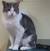 Grey And White Long Haired Kitten