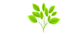 They can be grown by burying bells in the ground in a glowing spot pg nh or using a golden shovel ww cf nh. Green Leafs Tree Growing Hq 1080p Alph Stock Video Pond5
