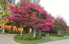 Crape myrtle trees are summer bloomers, and only have blooms on their new growth. Crape Myrtles History Selection Care And Maintenance In North Texas Covingtons