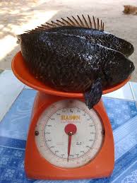 ม ล กปลาหมอ ไทยพ นธ ช มพร1ไชด 3 1 6 cm ต วละ 2บาท ส ง 10000ข น ลดเหล อ 1 6 บาท ปลาต วละ 1 บาท ไชด 2 3 cm อาจารย ไม ผล ตแล ว ม นเล กเก นไป ม อให หมาแมว ปลา