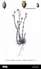 Image result for Mesanthemum radicans