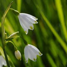 Flowers that symbolize strength and hope. Flowers That Symbolize Hope A To Z Flowers