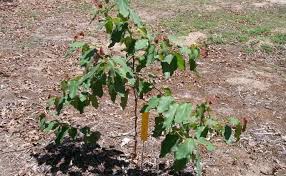 Image result for Eucalyptus torelliana