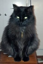 .sweetwilliam farm cr and whitney conservation area cr black cat farm, wayland great oak. Lost Black Cat With No Tail From Ridgefield Rd Waylandenews