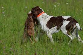 Image result for italský krátkosrstý ohař