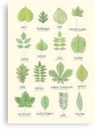 Leaf Id Chart Canvas Print Products In 2019 Leaves Tree