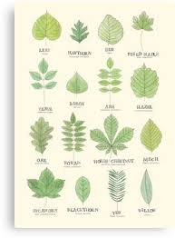 leaf id chart canvas print products in 2019 leaves tree