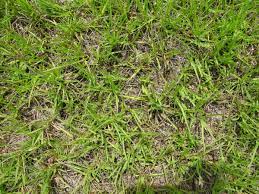 Bahia grass is well known for its resilience and ability to thrive where other grasses may not. How To Care For A Bahiagrass Lawn Dengarden