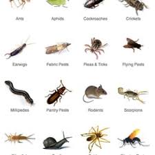 A free inside look at company reviews and salaries posted anonymously by employees. Alterra Inc 37 Reviews Pest Control 10747 Indian Head Industrial Blvd Saint Louis Mo Phone Number