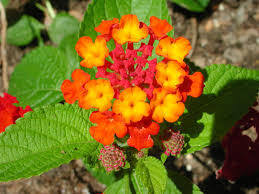 Pin On Garden Ideas