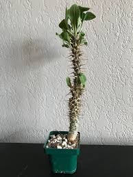 Image result for Euphorbia didiereoides