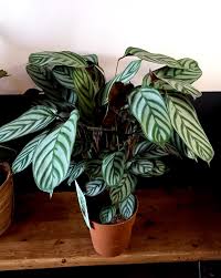 Image result for Ktenante Ctenanthe