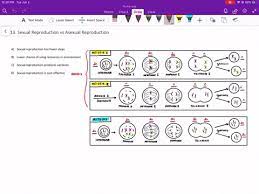 Telophase i become the first level of the process involved during the meiosis 1. Solved How Do Telophase I And Telophase Ii Differ During Meiosis In Animal Cells A Cells Remain Diploid At The End Of