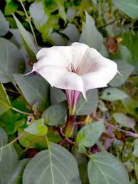 Image result for Datura inoxia