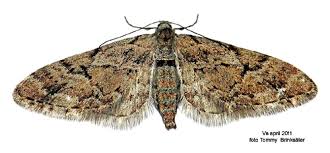 Image result for Eupithecia lanceata