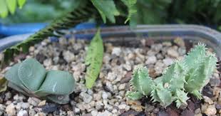 Image result for Huernia longituba