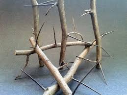 Hawthorn Tree Thorns Spikes Spines Needles Spiritual Etsy Hawthorn Tree Sacred Tree Apple Tree