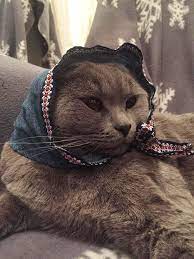 Babushka Cats That Look Like Old Russian Ladies In 2021 Cat Fight Cats With Hats Cats