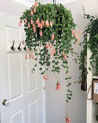 Kalanchoe Manginii Plants Hanging Plants Plant Goals