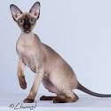 Peterbald Cats and Kittens for sale in the UK | Pets4Homes