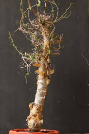 Image result for Commiphora kua