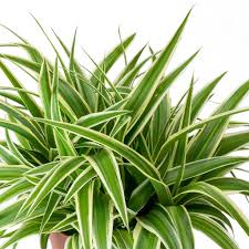 Image result for Chlorophytum filipendulum