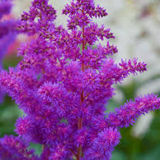 This diverse flower comes in a wide range of colors, including blue, purple, white, red, and pink, that grows as a gentle spike out of blue/green foliage. Shop Shade Perennials For Zone 6 Breck S