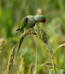 We did not find results for: Alexandrine Parrot Diet Parrot World