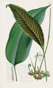 Image result for Grammitis