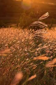 Feel free to use these natures sunshine images as a background for your pc, laptop, android phone, iphone or tablet. Grass Sunshine Nature Landscape 1242x2688 Iphone 11 Pro Xs Max Wallpaper Background Picture Image