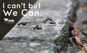 Pin On Ant Quotes