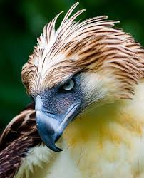 One Of The Largest And Most Powerful Eagles In The World The Philippine Eagle Birds Of Prey Beautiful Birds Philippine Eagle