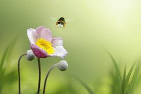 4.4 from | 6 reviews. Everything You Need To Know About Anemone Flowers Petal Republic