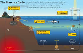 how does toxic mercury get into fish whoi