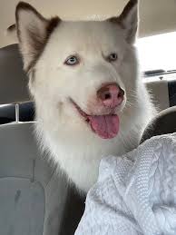 Finding a home for a dog with food aggression