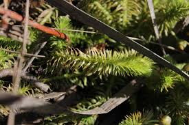 Image result for Mayacaceae