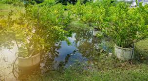 As a general rule, if we are talking about mature trees (six years or older), deep soak an avocado tree every two weeks, a citrus tree every three weeks, and a deciduous fruit tree once a month,. Moisture Loving Fruit Trees Fruit Trees That Grow In Wet Conditions