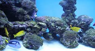 I go over fin rot. Aquarium Salt Vs Sea Salt Aquatic World Info