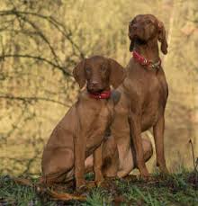 Sometimes, you may find dogs and puppies for free to a good home by an owner who may no longer be able to look after them because of personal circumstances. How Much Does A Vizsla Cost 2021