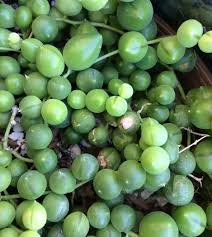 The best way to take care of string of pearls is to be ahead of its problems, symptoms, and how to fix them. Why Are My String Of Pearls Shriveling Succulent Plant Care