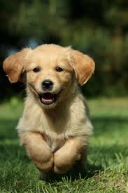 The english golden is such an amazing breed. Golden Retriever Fotos Und Bilder Goldenr De